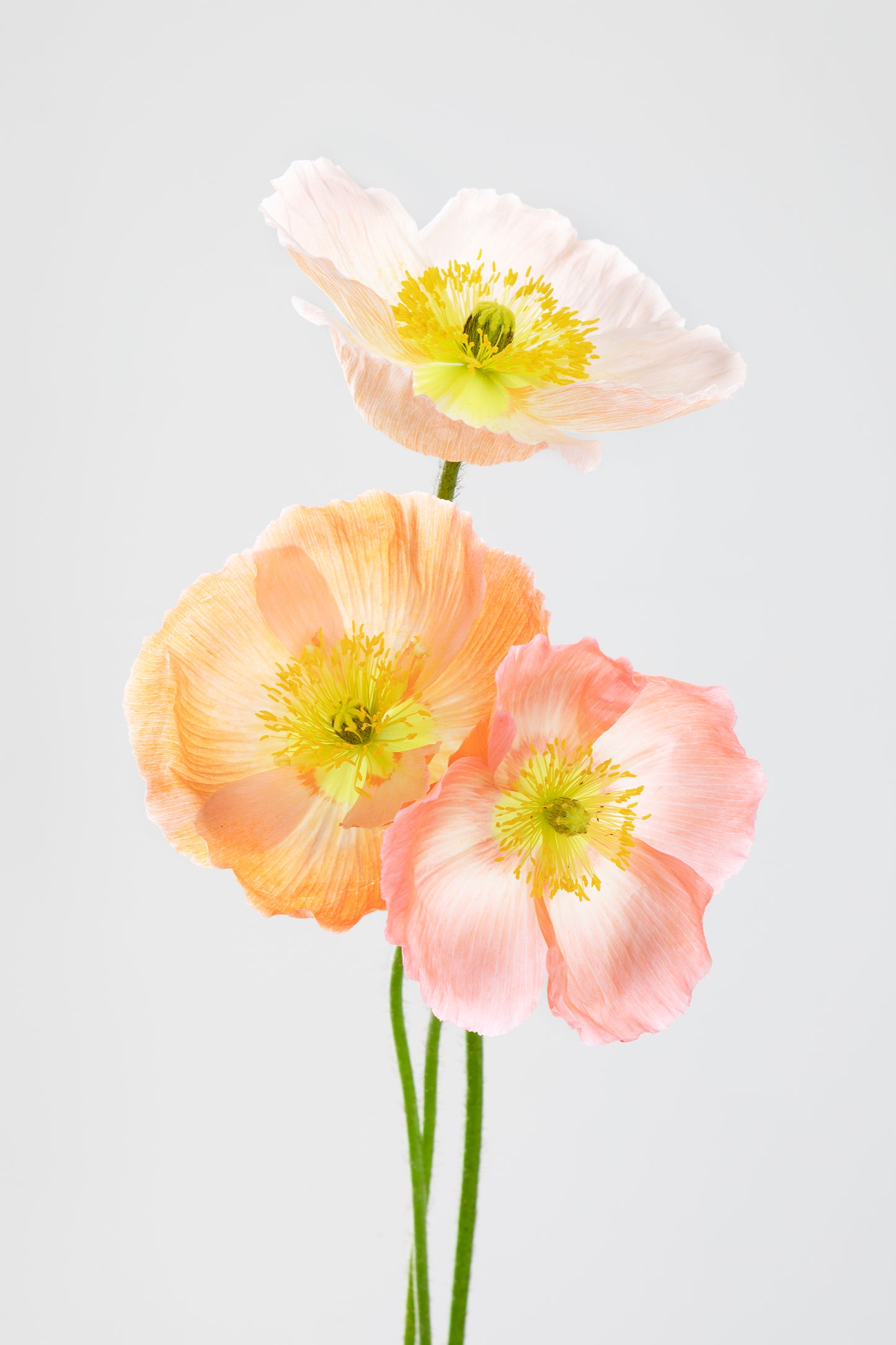 Soul Sisters - Poppy