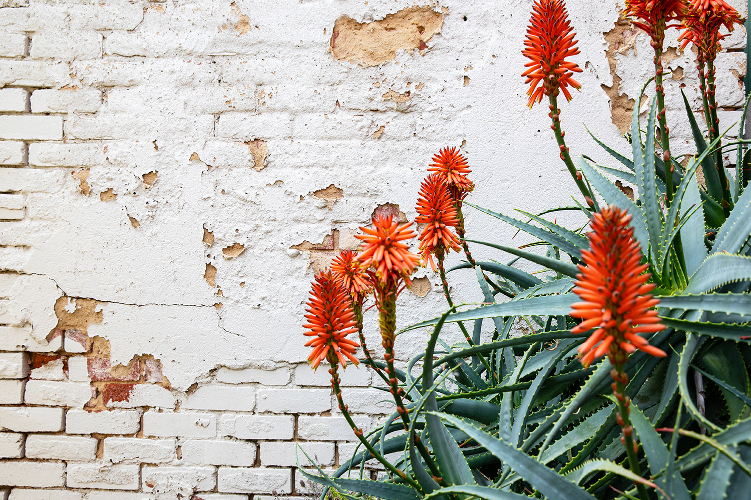 Botanicals Collection