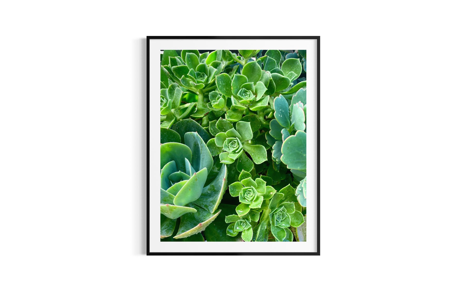 succulent prints Simply Succulent – Mel Moulden Gallery