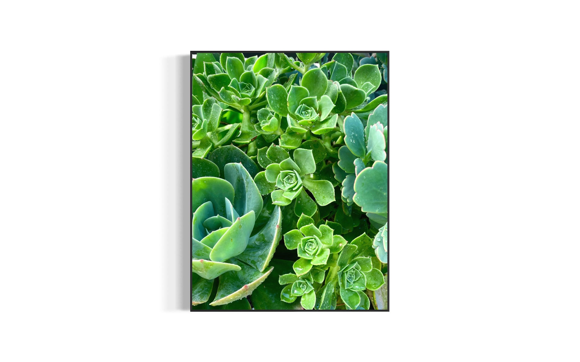 succulents by shelne Simply Succulent – Mel Moulden Gallery