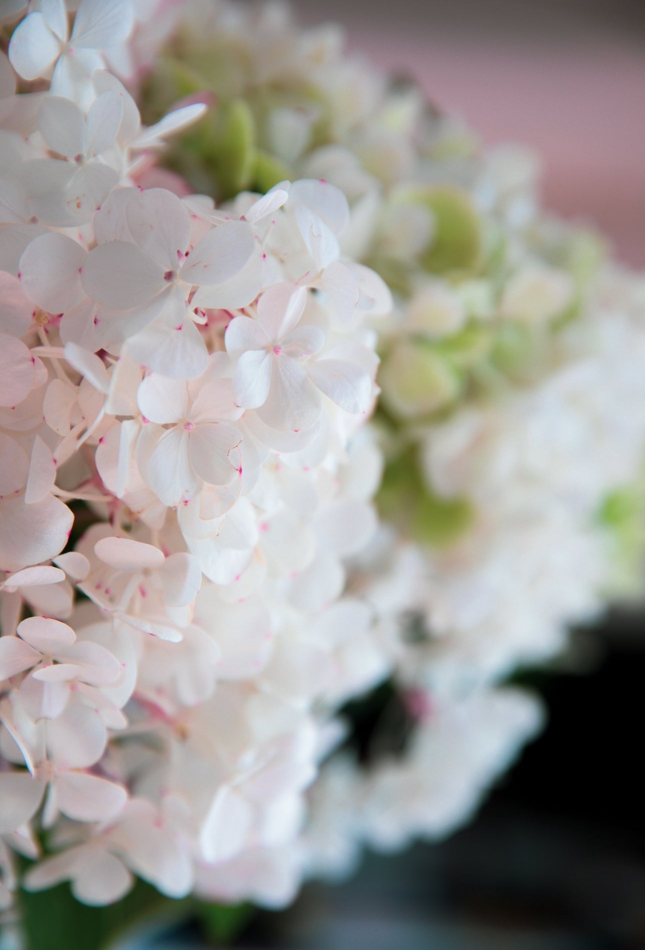 Hydrangeas Tri-Series