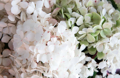 Hydrangeas Tri-Series