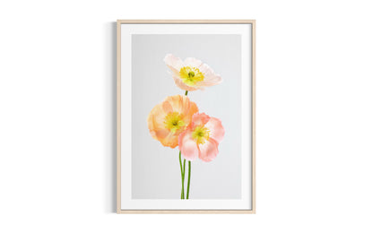 Soul Sisters Poppies