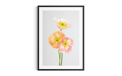 Soul Sisters Poppies