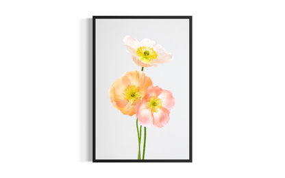 Soul Sisters Poppies