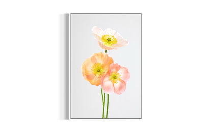 Soul Sisters Poppies