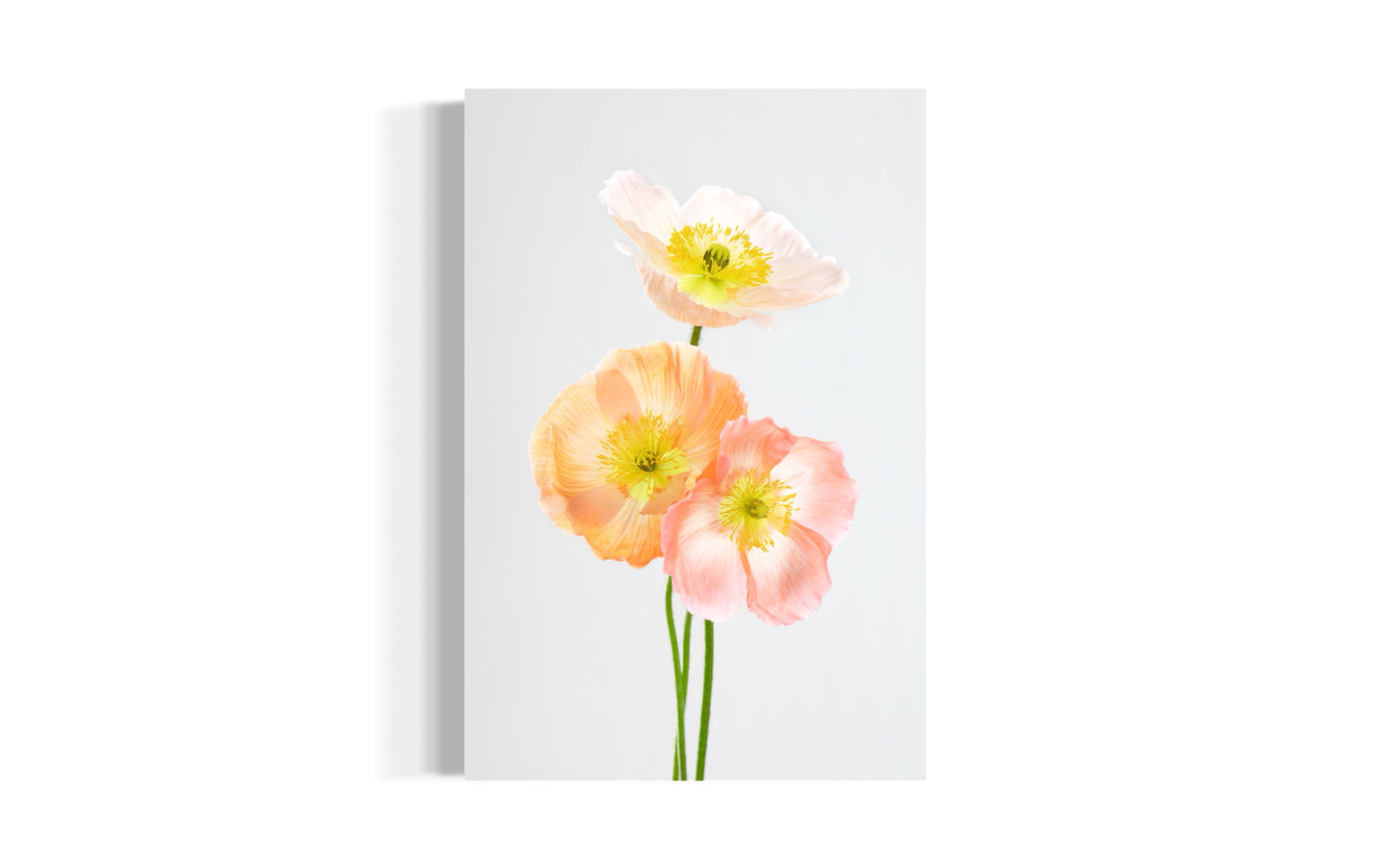 Soul Sisters Poppies