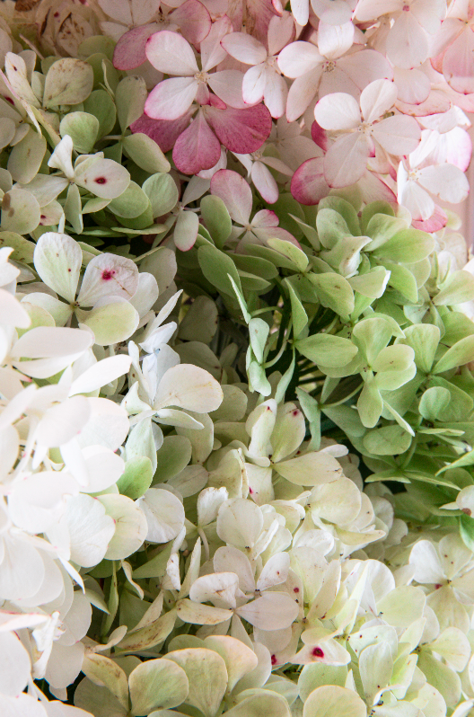 Hydrangeas Tri-Series